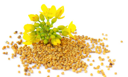 Parable of the mustard seed: Tiny powerhouse of flavor and health