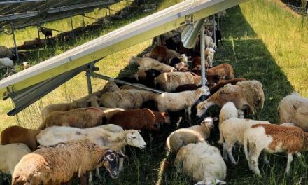 Research underway on how solar farms and agriculture can co-exist