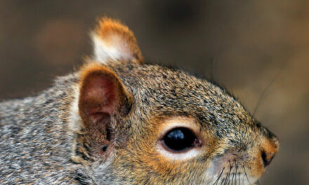 Trump Supporters Decry Death of Peanut the Squirrel as Government Overreach