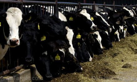 ABSURD: Dutch speakers call for “meat tax” on farmers due to “damage to climate” at COP29 conference