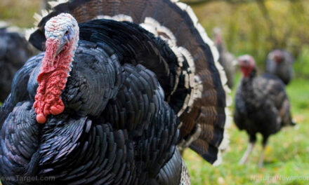 More than 100,000 turkeys killed in Utah over bird flu scare