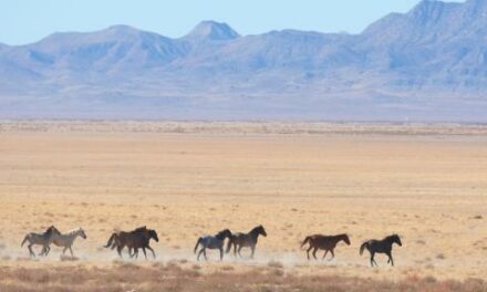 Utah, other Western states ask Supreme Court to return millions of acres of land back to the states