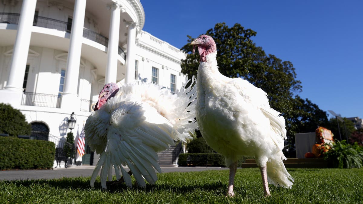 Thanksgiving turkeys at the White House