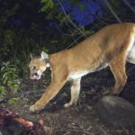 Related News: Colorado Mountain Lions Still Fair Game