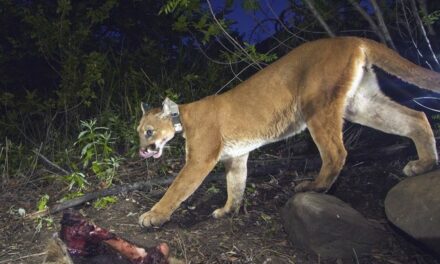 Related News: Colorado Mountain Lions Still Fair Game