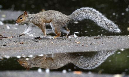 ‘Justice Will Be Served’: Peanut the Squirrel’s Owners Seek Revenge