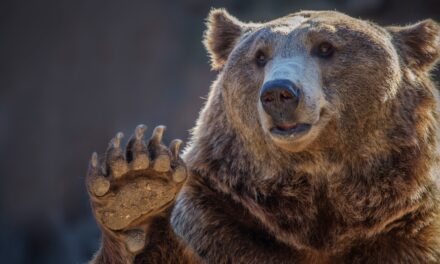 Insurance Scheme Involving Someone In A Bear Costume Attacking Cars Fails: WATCH