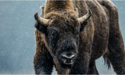 Massive Bison Covered In Snow Captured On Video, Footage Is Majestic: WATCH