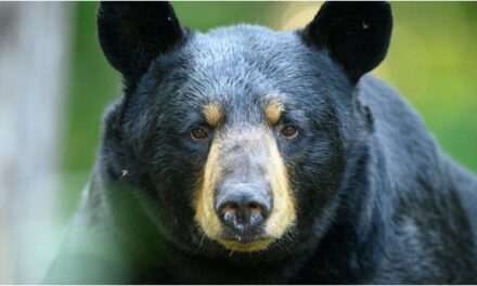 Man Goes Toe-To-Toe With A Bear In Insane Video: WATCH