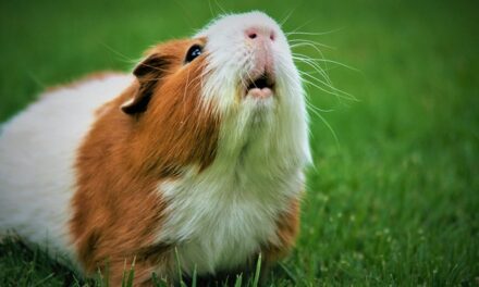 And Now for Something Completely Different: Roasted Guinea Pigs