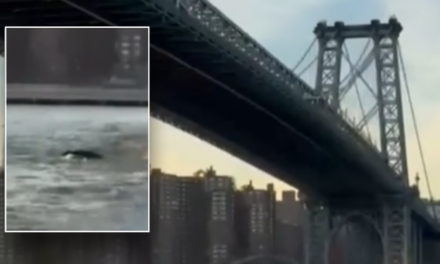 Whale caught on camera surprising New York City residents during swim under Brooklyn Bridge