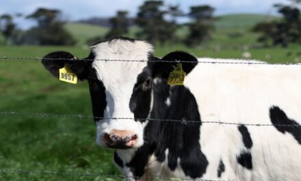 Denmark Becomes First Country To Tax Cow Farts In The Name Of Climate Change!