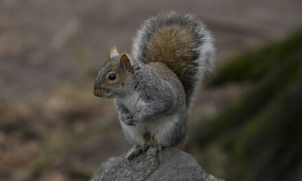 Death of Peanut the squirrel radicalizes people against government tyranny