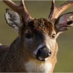 Deer Hunter Kills Insanely Large Buck: PHOTOS