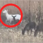 Incredibly Rare Animal Caught On Video By Wisconsin Hunter: WATCH