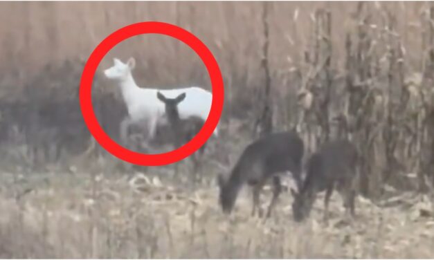 Incredibly Rare Animal Caught On Video By Wisconsin Hunter: WATCH