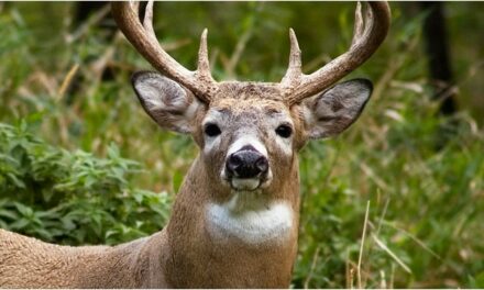 Deer Hunt Interrupted By Police Chase In Epic Video: WATCH