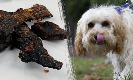 Mississippi teacher fired after allegedly feeding students dog treats mistaken for beef jerky