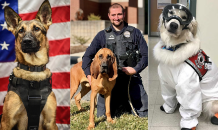 Dogs who comfort sick children, leap out of helicopters are nominated for American Humane award