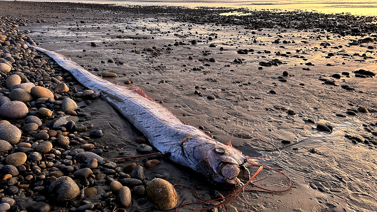 doomsday fish in California surf town