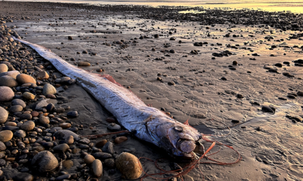 ‘Doomsday fish,’ rumored to bring bad omens, washes ashore in popular surf town