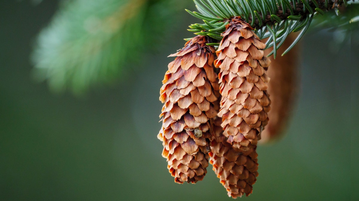 Douglas fir cone