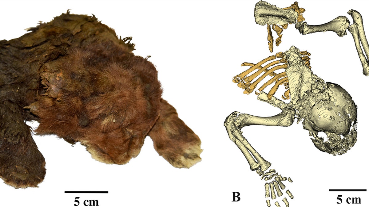 Skeleton of mummified cub