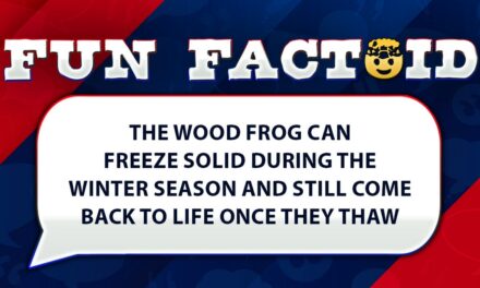 Fun Facts: This frog can freeze without dying