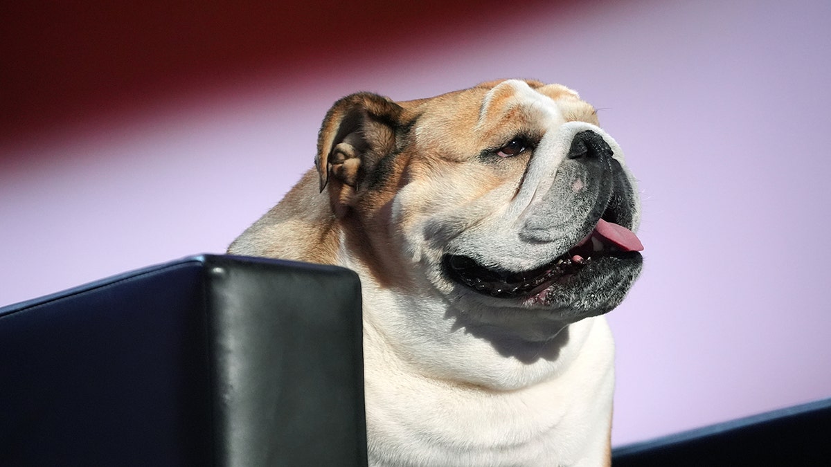 Babydog Justice at the RNC