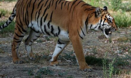 For Once, PETA Might Have A Legit Complaint Regarding LSU Bringing A Live Tiger To The Sidelines Saturday