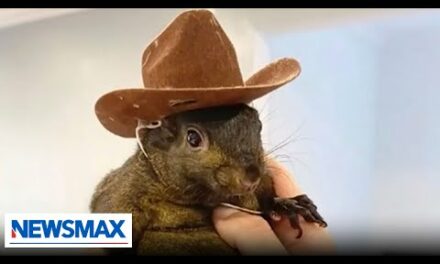 Famous pet squirrel confiscated, euthanized by authorities | Chris Plante The Right Squad