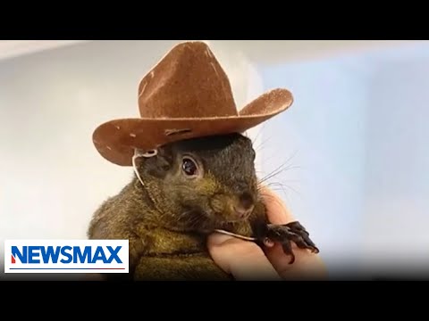 Famous pet squirrel confiscated, euthanized by authorities | Chris Plante The Right Squad