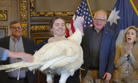 Tim Walz Accepts Turkey Presentation as He Eases Back Into His Duties as Minnesota’s Governor