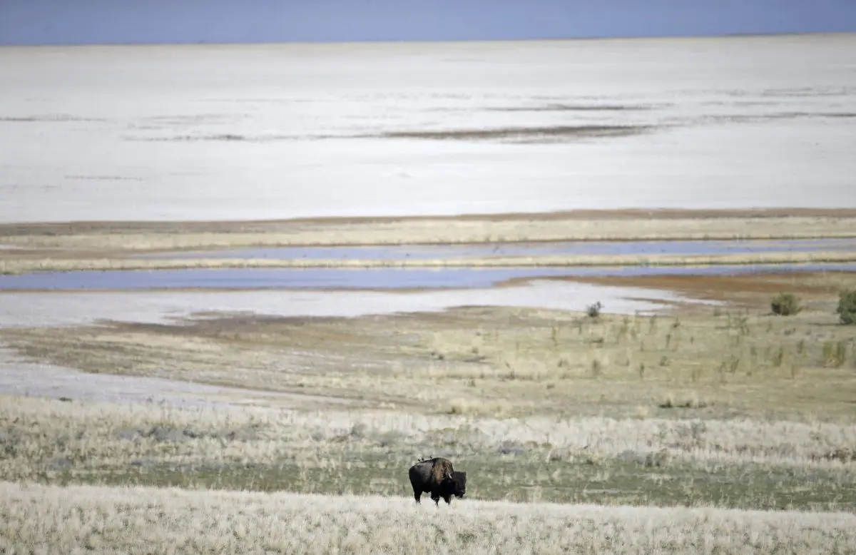 A bison grazes on federal public land on Antelope Island, Utah, on the Great Salt Lake, about 50 miles north of Salt Lake City. (Rick Bowmer/AP Photo)