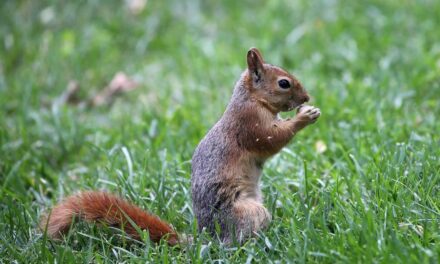 What really happened in the shocking state raid, killing of beloved Peanut the squirrel? Turns out the government was wrong.