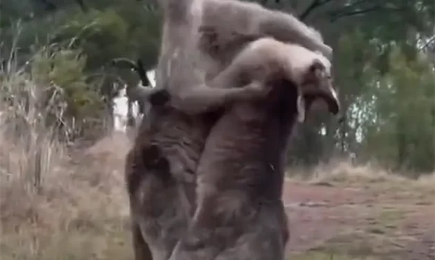 That’s Hardcore! Enjoy this Kangaroo brawl that ends when one puts the other through a metal wall