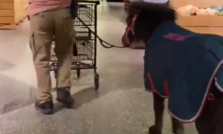 Watch: Man goes grocery shopping with his horse, because it’s his SERVICE horse, of course