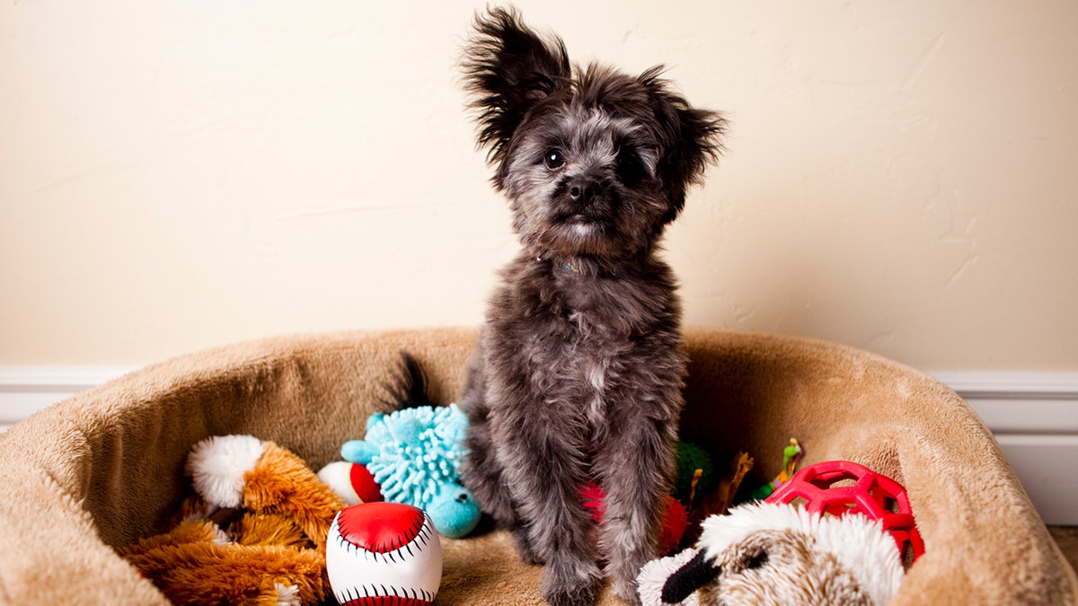 Pick out your pet's favorite bed, toys and treats and pay less during Walmart's early Black Friday sales. 