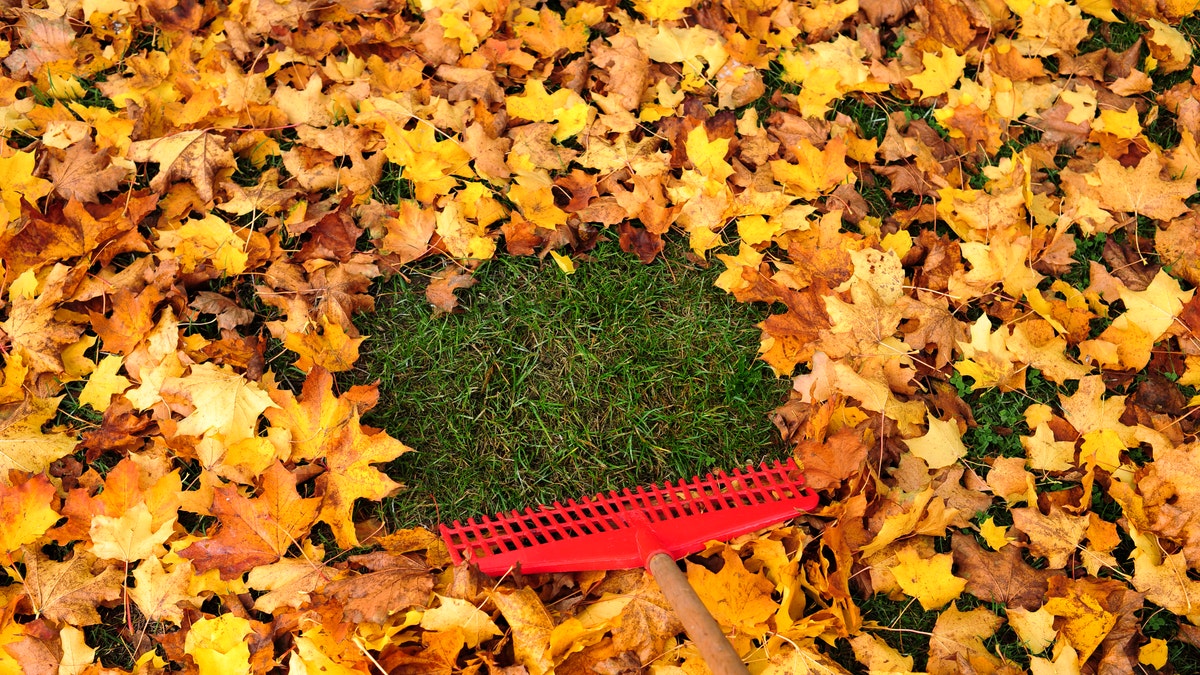 fall-leaves-and-rake-in-yard