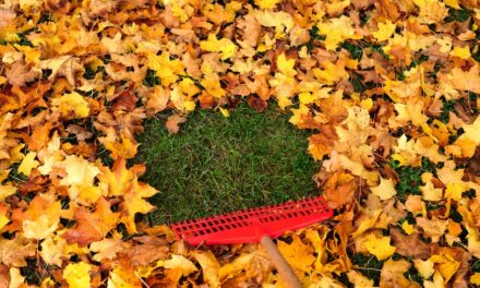 10 essential items for fall lawn care to keep your yard leaf-free