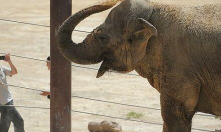 National Zoo euthanizes Kamala, its longtime Asian elephant, for ‘poor long-term prognosis’