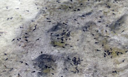 Scientists in Argentina unearth oldest tadpole fossil ever discovered