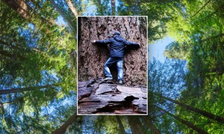 The world’s oldest Douglas fir trees have lived over 1,000 years