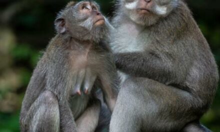 Dozens of young monkeys escape from South Carolina research center