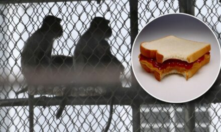 Only 11 Escaped Lab Monkeys Remain On The Loose, Others Are Crushing PB&Js