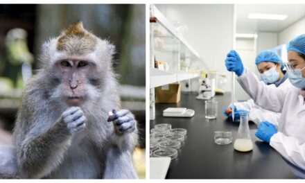 40 Monkeys Escape A South Carolina Vaccine Bio Lab…Everything Is Fine