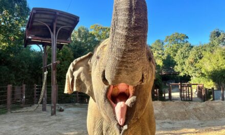 National Zoo euthanizes elephant days ahead of the election, inspiring talk of omens because of its namesake