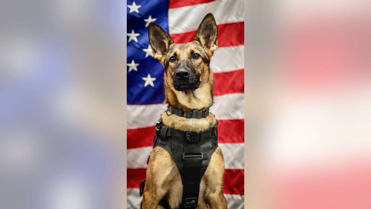 Niki Military dog finalist