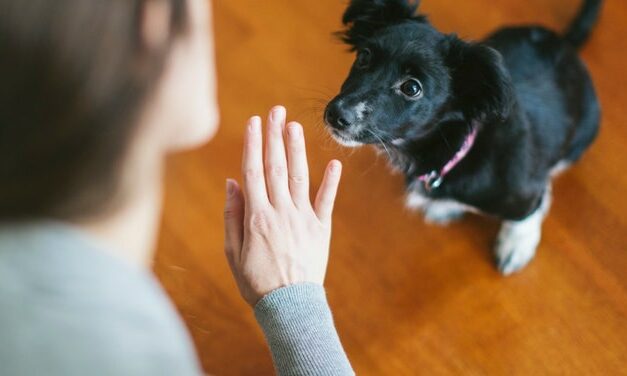 Dog Sitter Caught Filming Explicit Content In Client’s Home