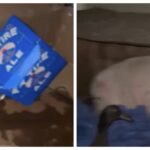 Pet Pig Gets Hammered After Drinking Beer Found In The Garage